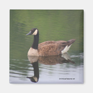 Canadian Goose Reflections Natuur fotomagneet Magneet