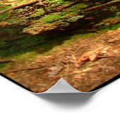 Canadian Landscape West Coast Forest Art Print (Hoek)