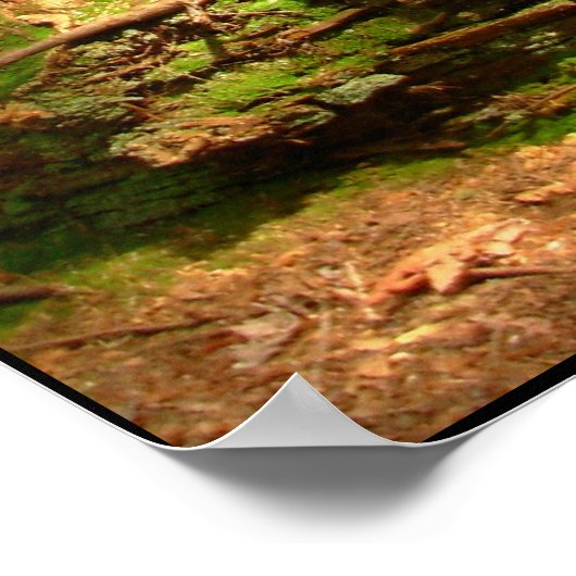 Canadian Landscape West Coast Forest Art Print (Hoek)