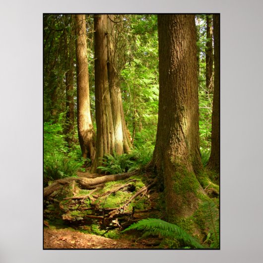Canadian Landscape West Coast Forest Art Print (Voorkant)