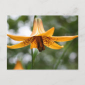 Canadian Lily Flower Photography Personalized Briefkaart (Voorkant)