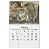 Canadian Lynx 4200e, Canadian Lynx Kalender (Feb 2026)