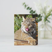 Canadian Lynx - All-in Briefkaart (Staand voorkant)