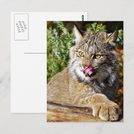 Canadian Lynx - All-in Briefkaart (Voorkant / Achterkant)