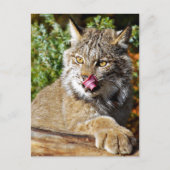 Canadian Lynx - All-in Briefkaart (Voorkant)