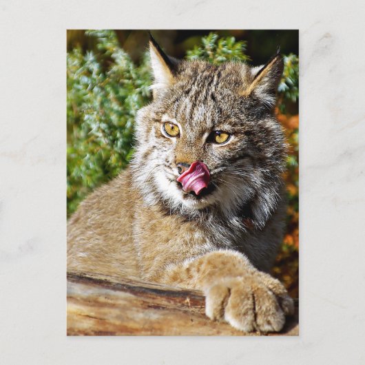 Canadian Lynx - All-in Briefkaart (Voorkant)