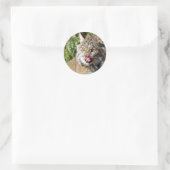 Canadian Lynx - All-in Ronde Sticker (Tas)