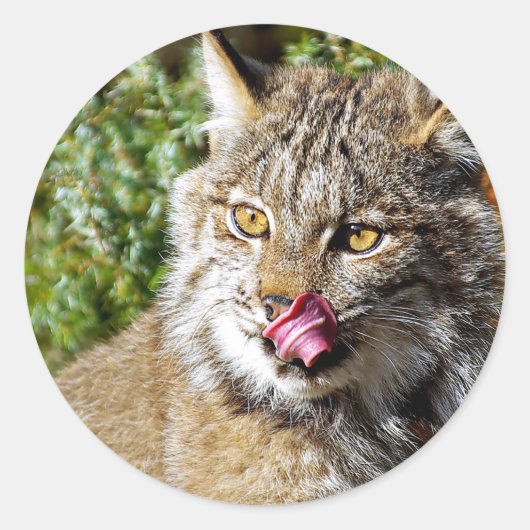 Canadian Lynx - All-in Ronde Sticker (Voorkant)