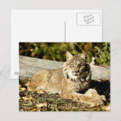 Canadian Lynx Briefkaart (Voorkant / Achterkant)