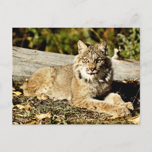 Canadian Lynx Briefkaart (Voorkant)