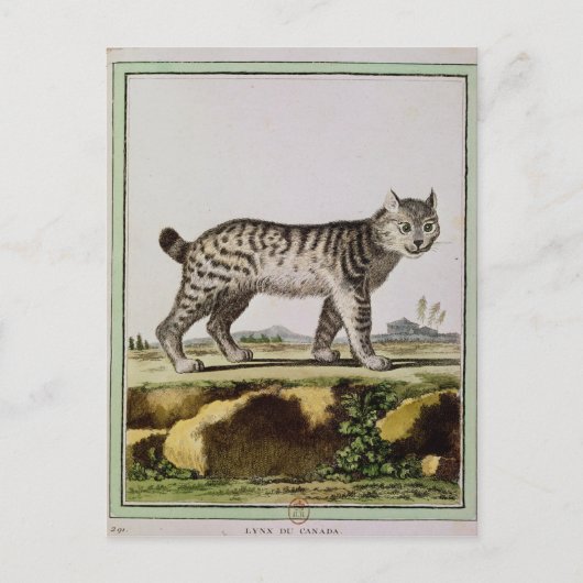 Canadian Lynx Briefkaart (Voorkant)