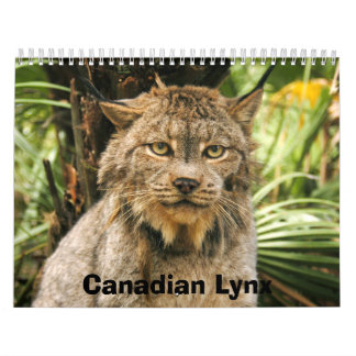 Canadian Lynx Calendar, Canadian Lynx Kalender