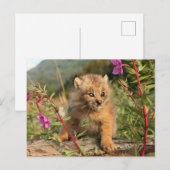 Canadian Lynx Kitten, Alaska Briefkaart (Voorkant / Achterkant)