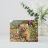Canadian Lynx Kitten, Alaska Briefkaart (Staand voorkant)