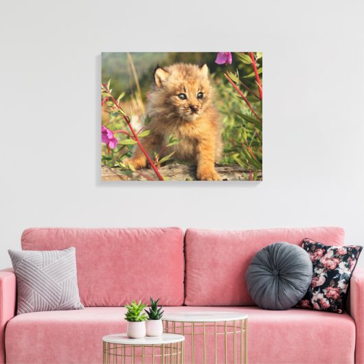 Canadian Lynx Kitten, Alaska Canvas Afdruk (Insitu (Woonkamer))