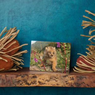 Canadian Lynx Kitten, Alaska Fotoplaat