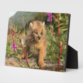 Canadian Lynx Kitten, Alaska Fotoplaat (Zijkant)