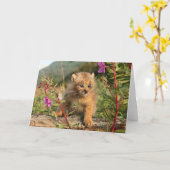 Canadian Lynx Kitten, Alaska Kaart (Gele Bloem)