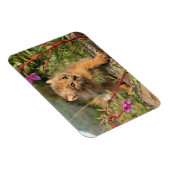 Canadian Lynx Kitten, Alaska Magneet (Rechterzijde)