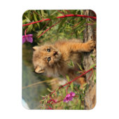 Canadian Lynx Kitten, Alaska Magneet (Verticaal)