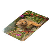 Canadian Lynx Kitten, Alaska Magneet (Linkerzijde)