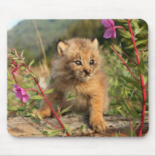 Canadian Lynx Kitten, Alaska Muismat
