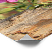 Canadian Lynx Kitten, Alaska Poster (Hoek)