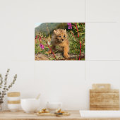 Canadian Lynx Kitten, Alaska Poster (Keuken)