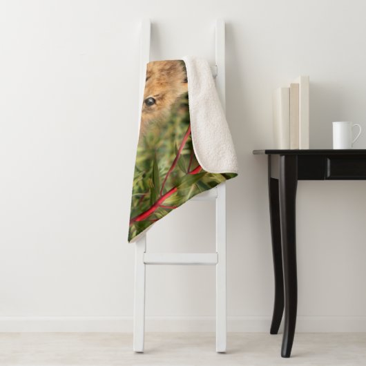 Canadian Lynx Kitten, Alaska Sherpa Deken (In situ)