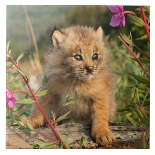 Canadian Lynx Kitten, Alaska Tegeltje (Voorkant)