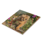 Canadian Lynx Kitten, Alaska Tegeltje (Zijkant)
