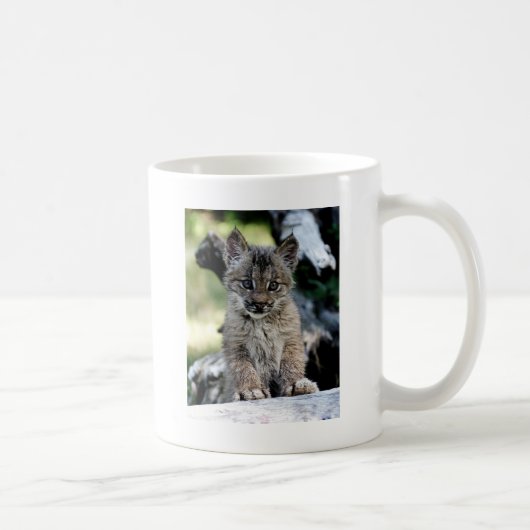 Canadian Lynx Kitten Koffiemok (Rechts)
