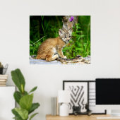 Canadian Lynx Kitten Poster (Thuiskantoor)