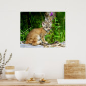 Canadian Lynx Kitten Poster (Keuken)