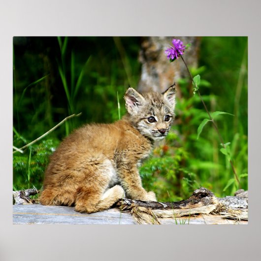 Canadian Lynx Kitten Poster (Voorkant)