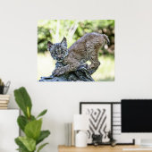 Canadian Lynx Kitten Poster (Thuiskantoor)