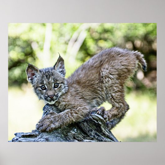 Canadian Lynx Kitten Poster (Voorkant)