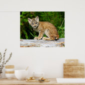 Canadian Lynx Kitten Poster (Keuken)