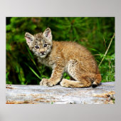 Canadian Lynx Kitten Poster (Voorkant)