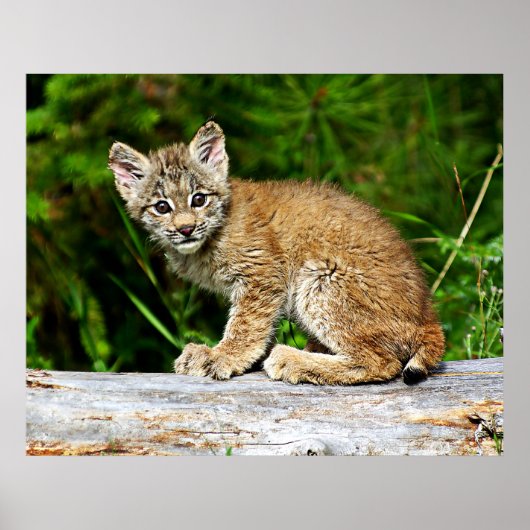 Canadian Lynx Kitten Poster (Voorkant)