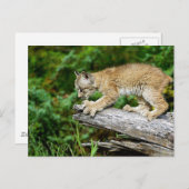 Canadian Lynx Kitten Ready to Pounce Briefkaart (Voorkant / Achterkant)