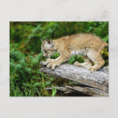 Canadian Lynx Kitten Ready to Pounce Briefkaart (Voorkant)