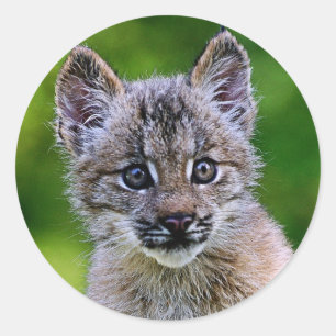 Canadian Lynx Kitten Ronde Sticker