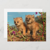 Canadian Lynx Kittens, Alaska Briefkaart (Voorkant / Achterkant)