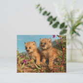 Canadian Lynx Kittens, Alaska Briefkaart (Staand voorkant)