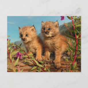 Canadian Lynx Kittens, Alaska Briefkaart