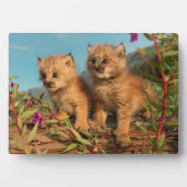 Canadian Lynx Kittens, Alaska Fotoplaat (voorkant)