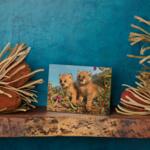 Canadian Lynx Kittens, Alaska Fotoplaat