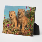 Canadian Lynx Kittens, Alaska Fotoplaat (Zijkant)