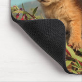 Canadian Lynx Kittens, Alaska Muismat (Hoek)